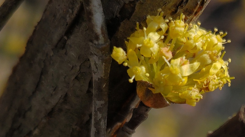 サンシュユの花 横浜市瀬谷区宮沢