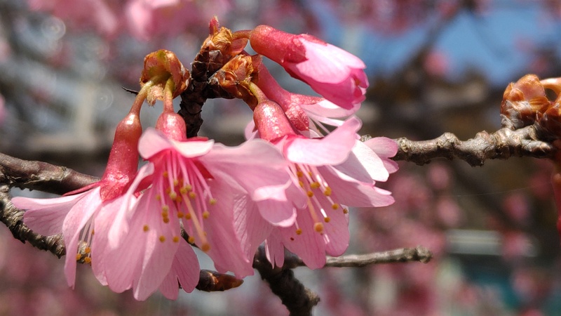 カワヅザクラの花 横浜市泉区和泉町