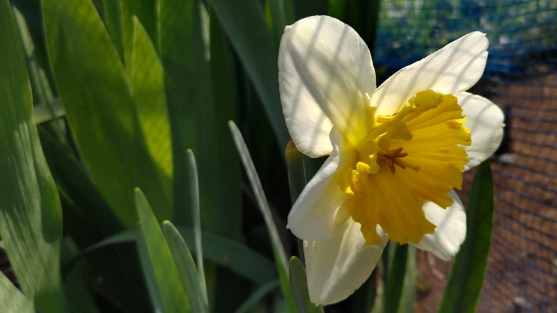 ラッパズイセンの花 横浜市泉区和泉町