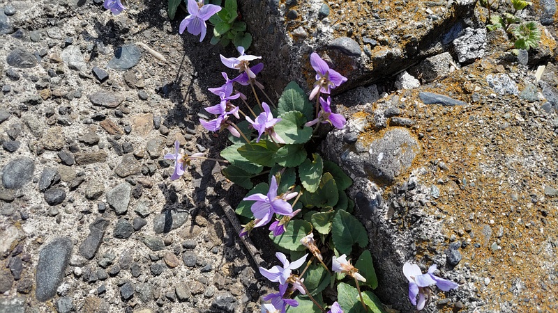 コスミレの花 横浜市泉区和泉町