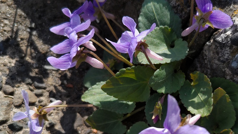 コスミレの花 横浜市泉区和泉町