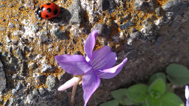 コスミレの花とナナホシテントウ 横浜市泉区和泉町