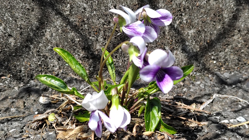 アツバスミレの花 横浜市泉区和泉町