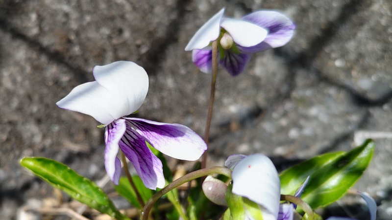 アツバスミレの花 横浜市泉区和泉町