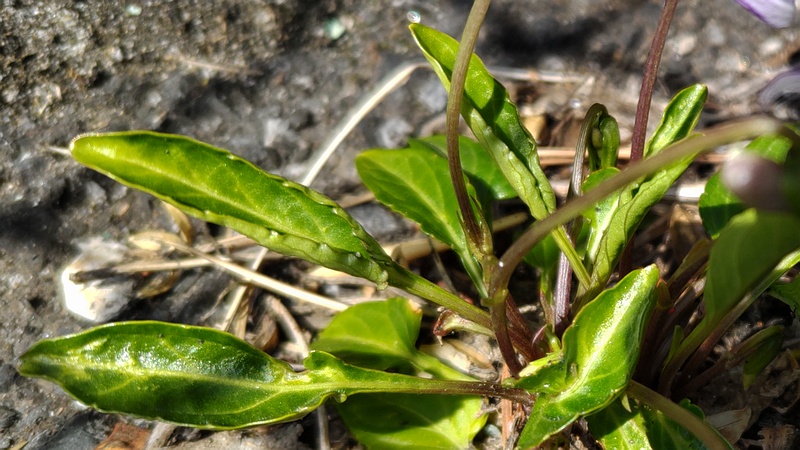 アツバスミレの花 横浜市泉区和泉町