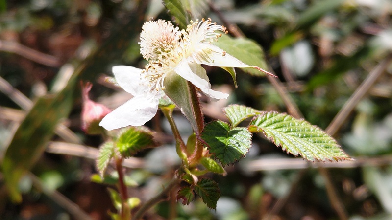クサイチゴの花 横浜市旭区大池町こども自然公園