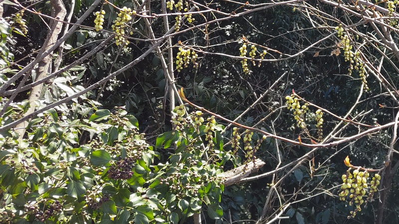 キブシの花とキヅタの果実 横浜市旭区大池町こども自然公園