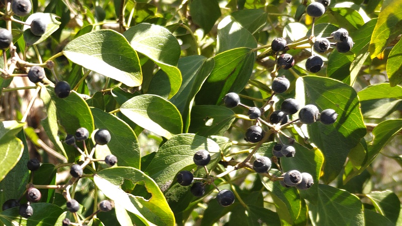 キヅタの果実 横浜市旭区大池町こども自然公園