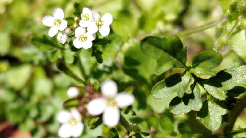 タネツケバナの花 横浜市旭区大池町こども自然公園