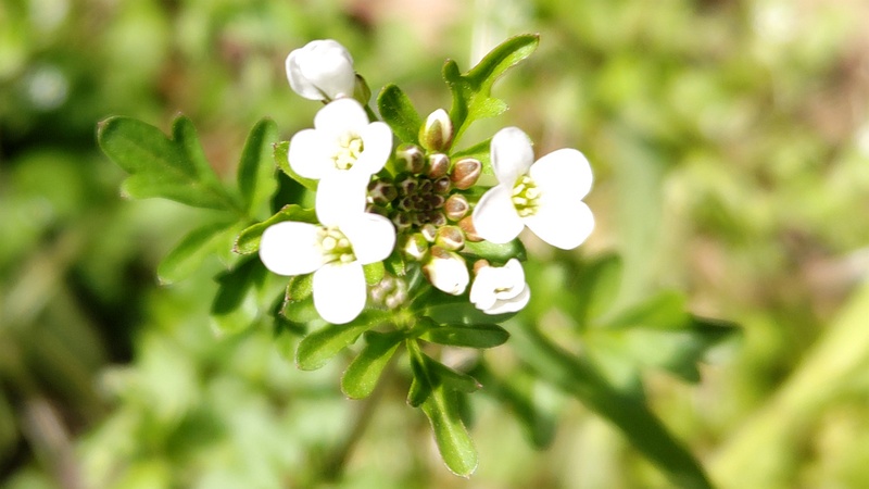 タネツケバナの花 横浜市旭区大池町こども自然公園