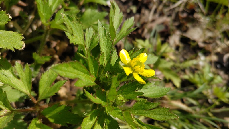 キツネノボタンの花 横浜市旭区大池町こども自然公園