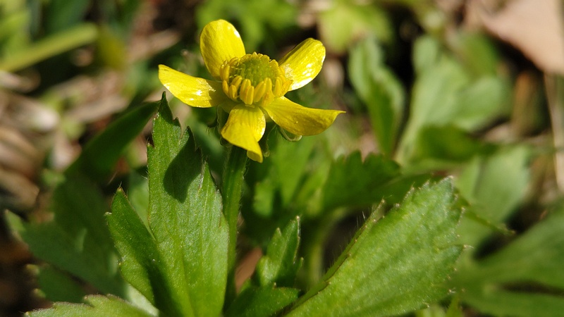 キツネノボタンの花 横浜市旭区大池町こども自然公園