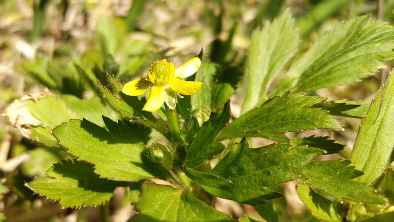 キツネノボタンの花 横浜市旭区大池町こども自然公園