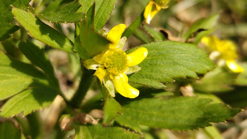 キツネノボタンの花 横浜市旭区大池町こども自然公園