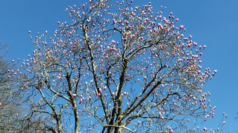 モクレンの花 横浜市旭区大池町こども自然公園