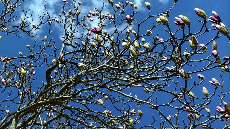 モクレンの花 横浜市旭区大池町こども自然公園
