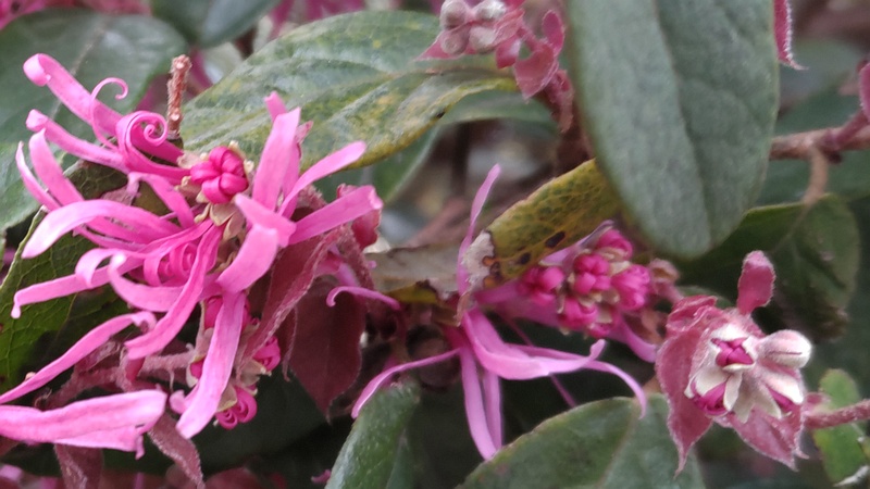 アカバナトキワマンサクの花 横浜市旭区東希望が丘
