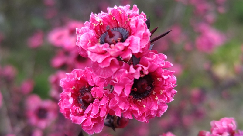 ギョリュウバイの花 横浜市旭区中尾町