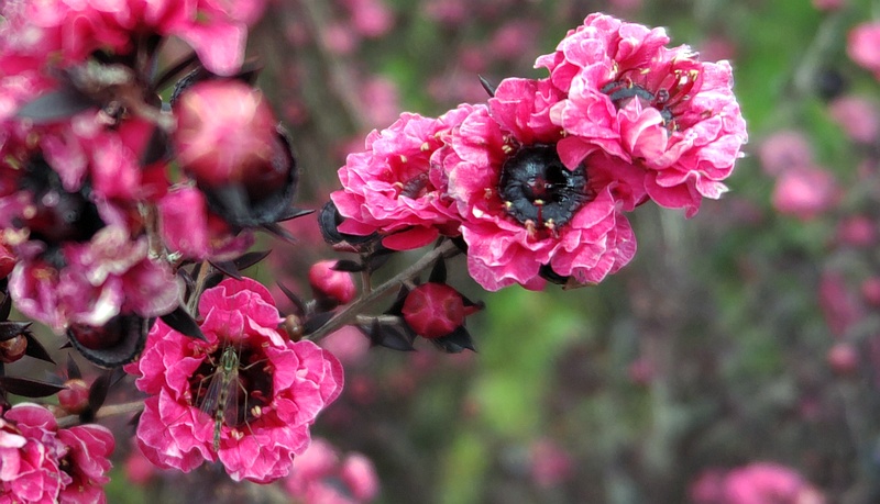 ギョリュウバイのセスジユスリカ 横浜市旭区中尾町