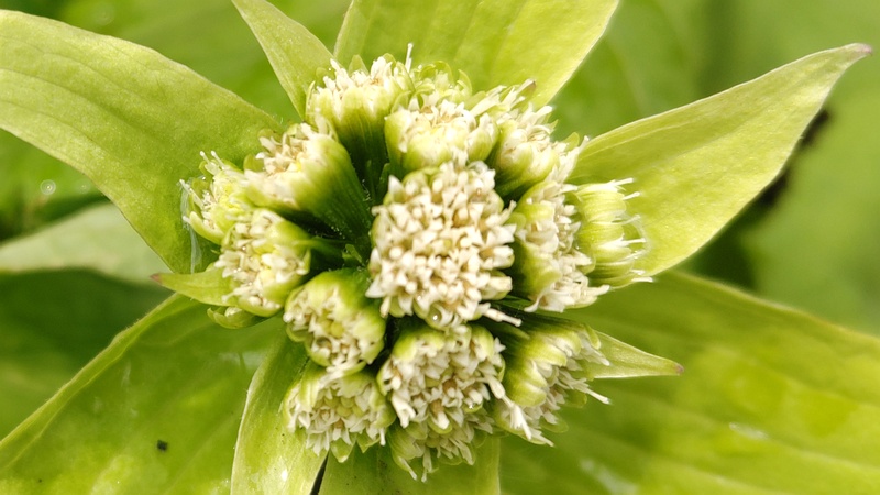 フキの花 横浜市旭区今宿南町
