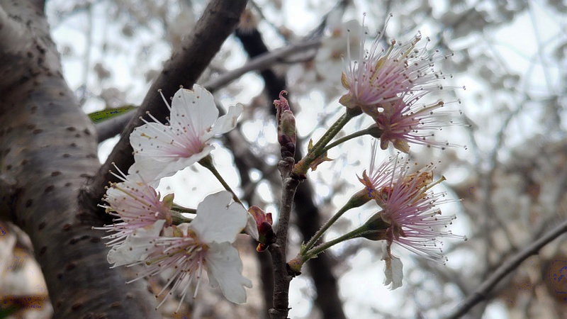 カラミザクラの花 横浜市旭区今宿南町