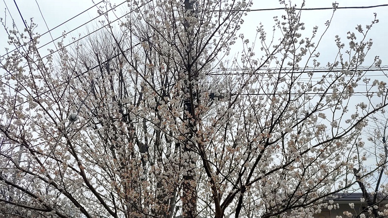 カラミザクラの花 横浜市旭区今宿南町