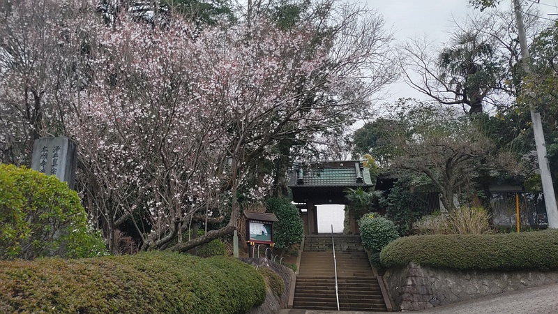 ジュウガツザクラの花 横浜市旭区今宿南町清来寺