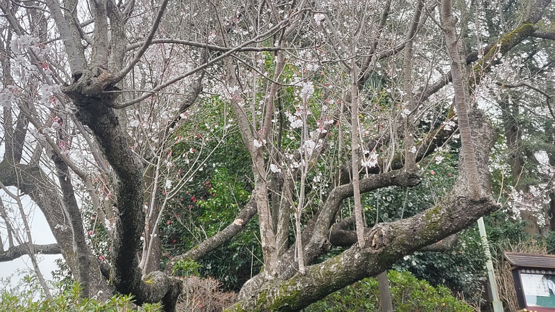 ジュウガツザクラの花 横浜市旭区今宿南町清来寺