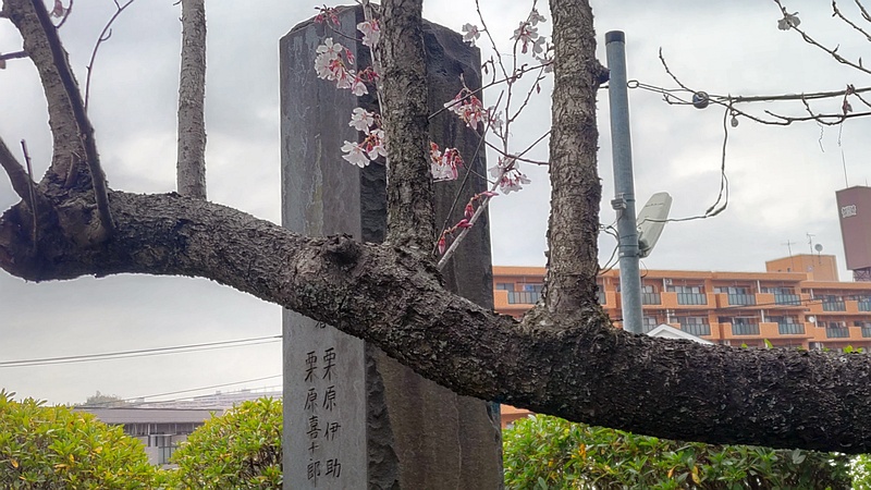 ジュウガツザクラの花 横浜市旭区今宿南町清来寺