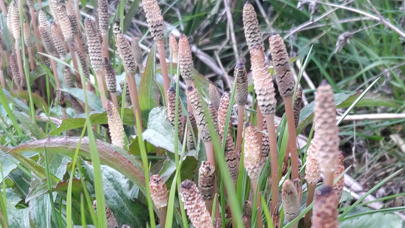 ツクシ 横浜市旭区今宿南町