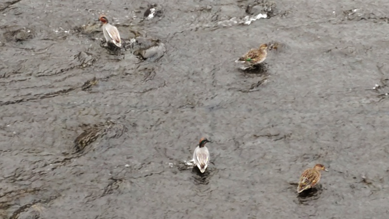 コガモ 横浜市旭区今川町
