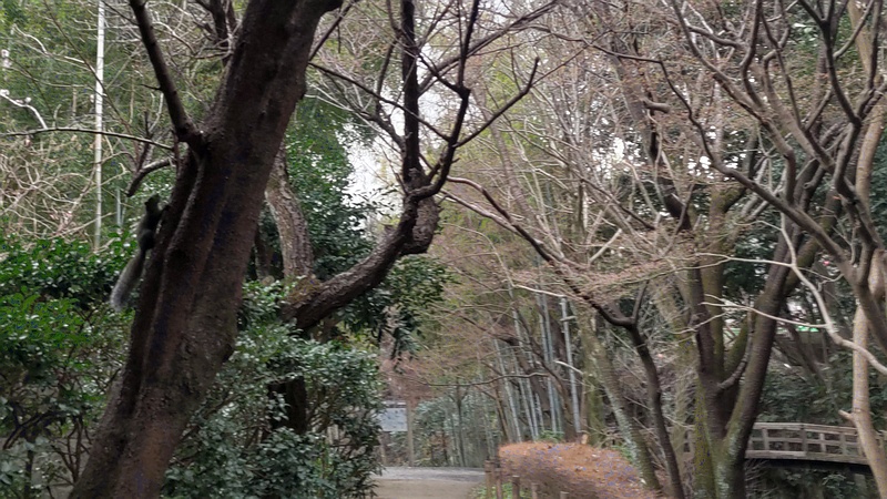 タイワンリス 横浜市旭区帷子川親水緑道