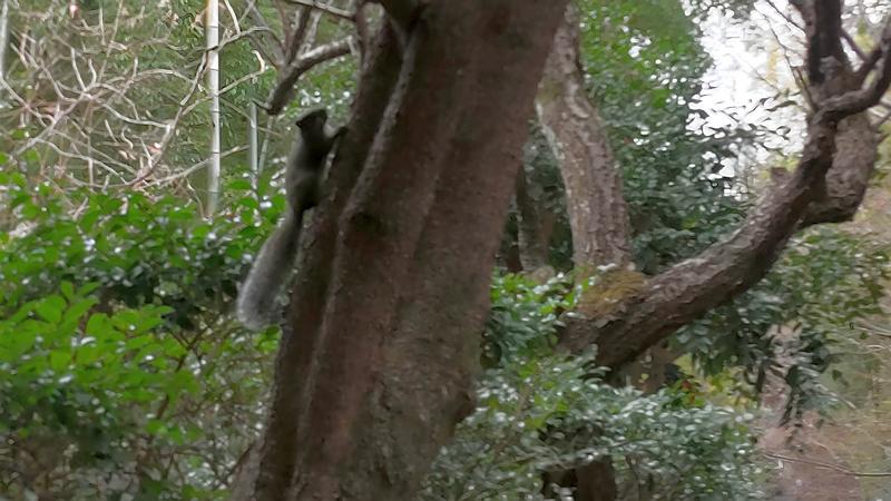 タイワンリス 横浜市旭区帷子川親水緑道