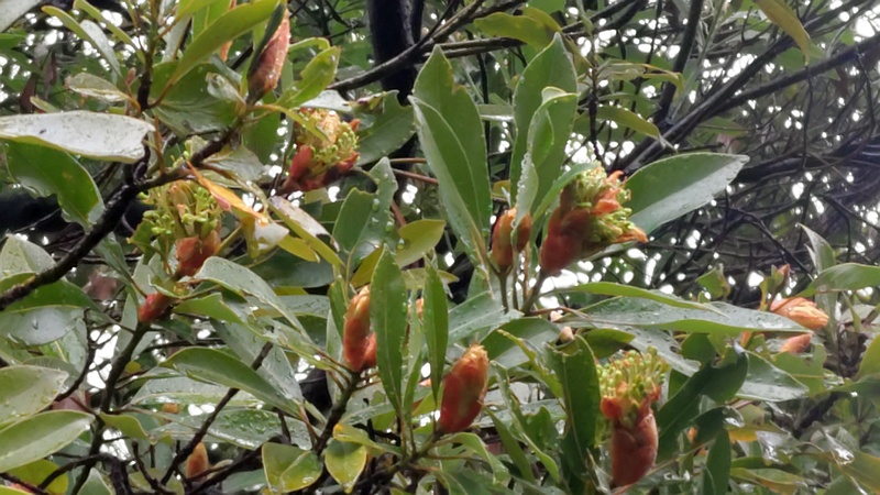 タブノキの蕾 川崎市幸区さいわいふるさと公園