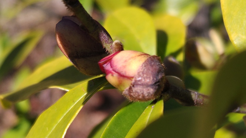 カラタネオガタマの蕾 川崎市幸区創造のもり