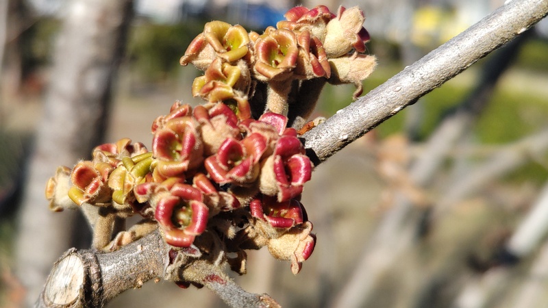 アカバナトキワマンサクの花後 川崎市幸区創造のもり