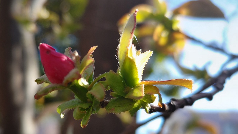 カリンの蕾 川崎市幸区さいわいふるさと公園