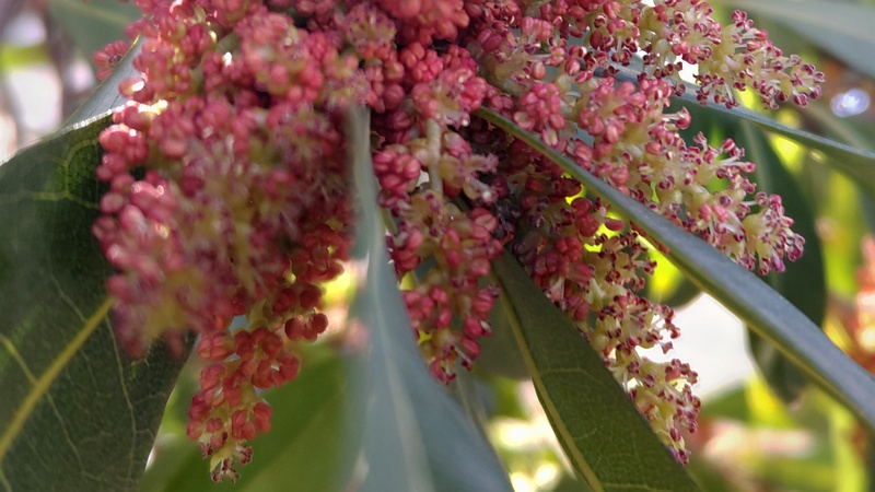 ヤマモモの雄花 川崎市幸区さいわいふるさと公園