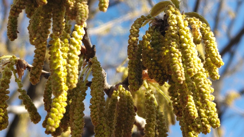クヌギの花 川崎市幸区さいわいふるさと公園