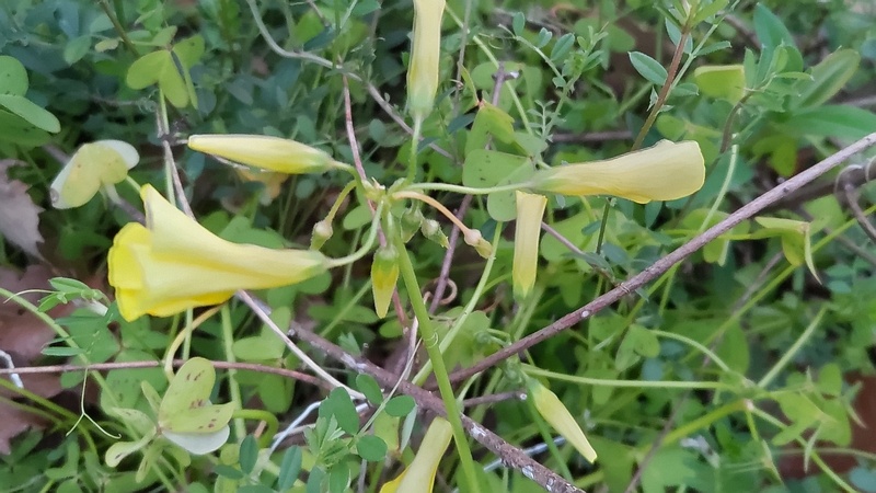 オオキバナカタバミの花 川崎市幸区さいわいふるさと公園