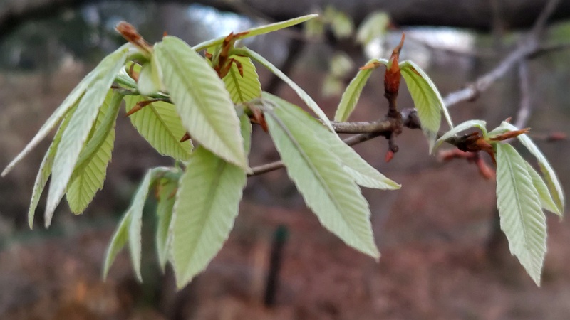 コナラの若葉 川崎市幸区さいわいふるさと公園