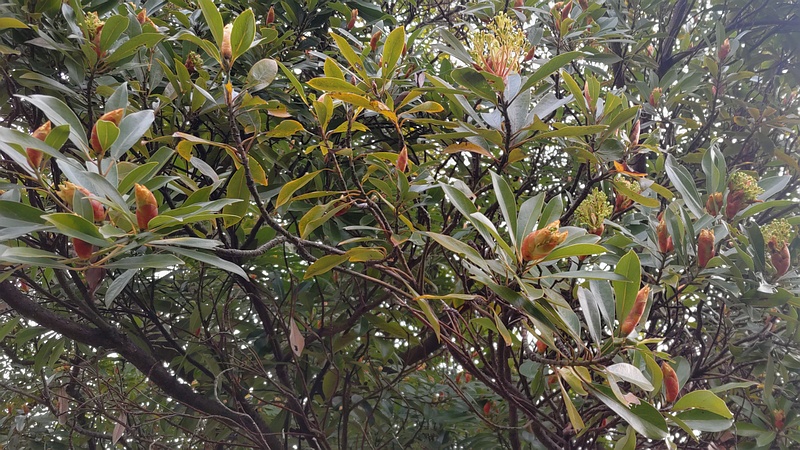 タブノキの蕾 川崎市幸区さいわいふるさと公園