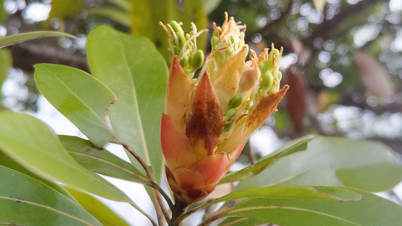 タブノキの蕾 川崎市幸区さいわいふるさと公園