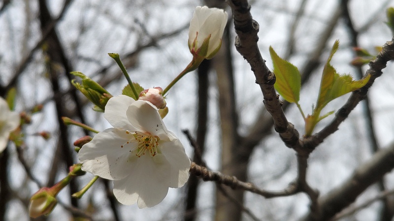 オオシマザクラの花 川崎市幸区さいわいふるさと公園