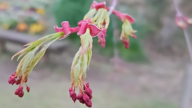 イロハモミジの花 川崎市幸区さいわいふるさと公園