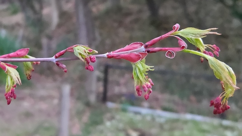 イロハモミジの花 川崎市幸区さいわいふるさと公園