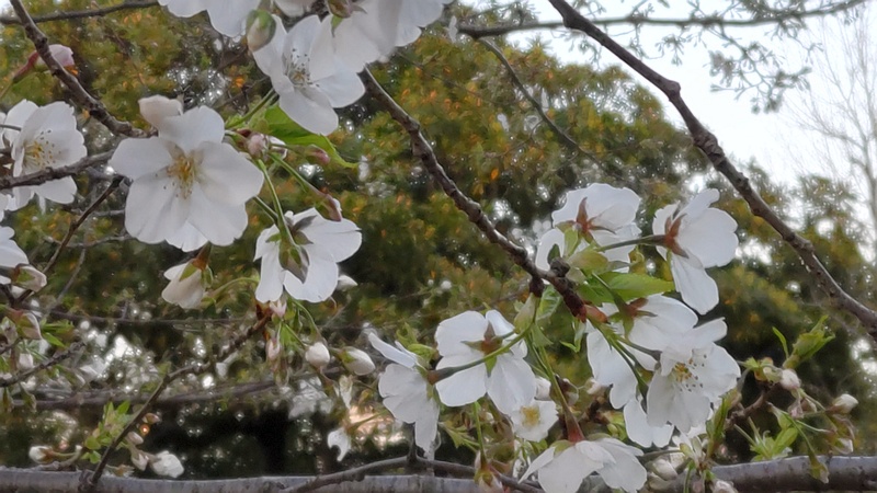 オオシマザクラの花 川崎市幸区さいわいふるさと公園