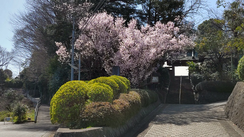 ジュウガツザクラの花 横浜市旭区今宿南町清来寺