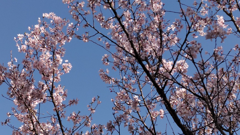 ジュウガツザクラの花 横浜市旭区今宿南町清来寺