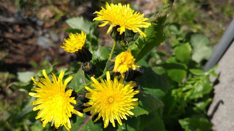 カントウタンポポの花 横浜市旭区今宿南町